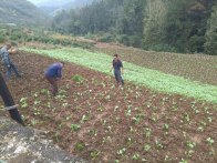 楼台乡：秋种正当时  油菜移栽忙