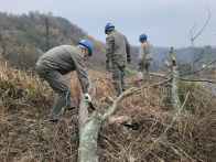 县供电公司开展秋季树障清理保障电网安全