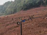  秦古镇抢抓农时开展秋冬油菜种植