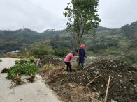 潘口乡：175 株桂花树扮靓侯家沟 国土绿化添新景