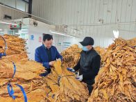 官渡镇：金叶满仓丰收季 烟农笑开致富花