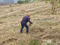 宝丰镇：曹家湾村开启致富新“柿”界