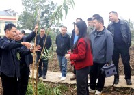 宝丰镇：秋冬果树管护忙 技术赋能“甜蜜”产业