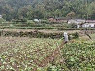 楼台乡：秋冬农业生产忙  田野奏响丰收曲