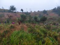 秦古镇：田间除草助农忙 茶园管护促增收