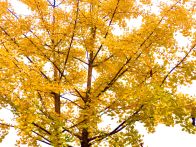 银杏披上“黄金甲”