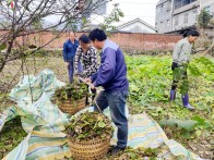 竹坪乡：栽上摇钱树  年年都摇钱