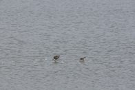 圣水湖湿地迎来“水上舞者”凤头鸊鷉安家