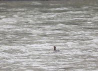 “鸟中大熊猫”现身竹山堵河