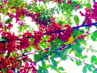 立冬，火棘燃红岁寒天