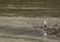 竹山县开展秋季迁徙水鸟同步调查