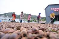 十堰三珍公司加工栎籽淀粉销往日韩