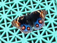 “空中蓝宝石”现身竹坪