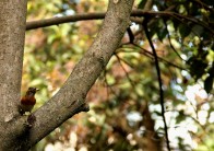 城西湿地公园现“三有”保护鸟类燕雀