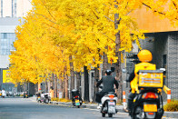 银杏树下赏金秋