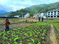 大庙乡：干群同心战秋播 油菜田里话丰年