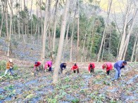 九华山林场：初冬植绿种药忙