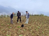 官渡镇：秋冬耕播  油菜正忙