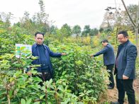 县林业局：严把苗木质量关 筑牢造林“第一防线”