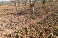 脆李林下藏“金豆” 套种白芨铺就增收路