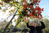  “柿柿”如意成新景