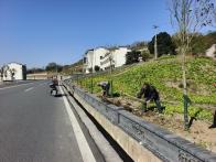 溢水镇：千亩小水果绘就宜居乡村新图景