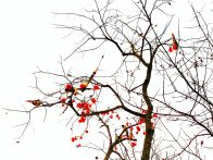 竹坪乡：群鸟越冬有“柿”粮