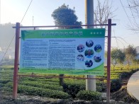竹坪乡：茶叶科普惠民生