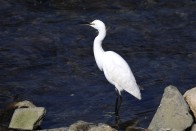 水清岸绿引鹭来