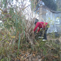 宝丰镇：清理坟院杂草  筑牢冬季森林“防火墙”