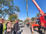 宝丰镇：见缝插绿筑屏障  一路樟香映新景