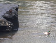 竹山堵河迎来数百只绿头鸭越冬栖息