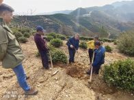 竹山县宝丰镇新茶村 “茶园 + 肚倍” 模式铺就振兴路