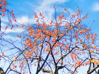 寒冬红柿映蓝天