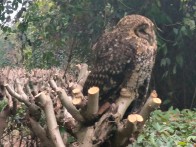 竹山堵河驚現(xiàn)“懶萌”灰林鸮