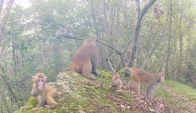 野生猕猴成群“亮相”湖北堵河源保护区