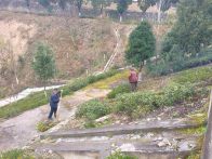 上庸镇：修剪绿化扮村貌 同心护绿筑新颜