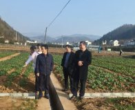 县审计局：聚焦农作物示范基地 筑牢粮安技术根基