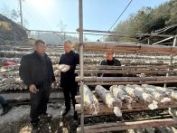 宝丰镇冬闲变冬忙  食用菌产业促农增收