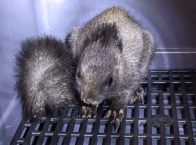 黑毛白腹松鼠被困居民家中  竹山林业成功解救