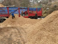 大庙乡：小菌棒“长”出循环经济链 废锯末“变”出富民大产业