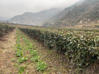 楼台乡创新“茶园套种” 实现生态与收益共赢