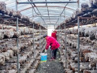 竹坪乡：寒冬香菇采收忙