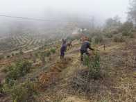 秦古镇竖旗村：聚力管护生态茶园