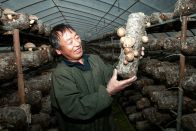 官渡镇：菌菇撑起乡村振兴“致富伞”