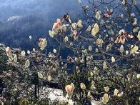 小寒惊现冬日春景 九华山玉兰逆势绽放