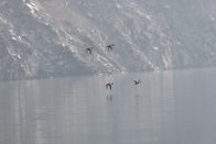 候鸟翔集圣水湖 碧水湿地展新颜