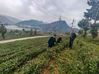 官渡镇：冬季茶园管护忙 蓄势待发迎春来