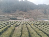 大庙乡：农闲施肥沃茶垄 晴日耕耘促增收