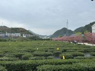 竹坪乡：茶香引领产业兴 水畅路通绘新景